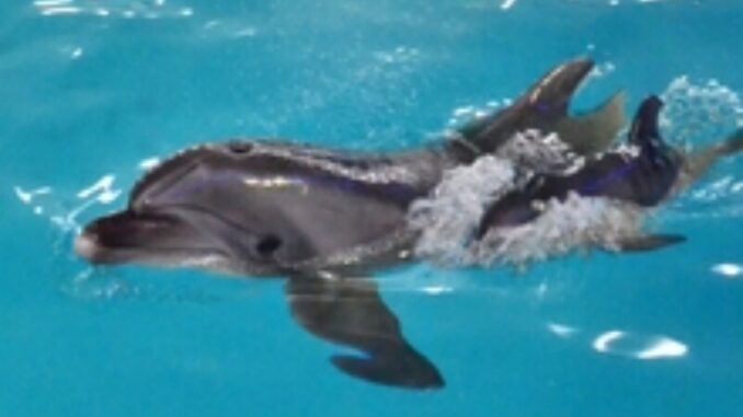 delfin