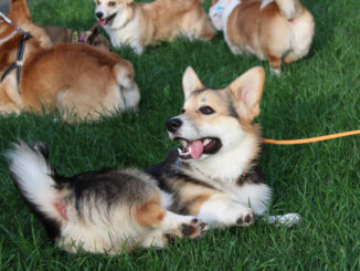 Dogito
